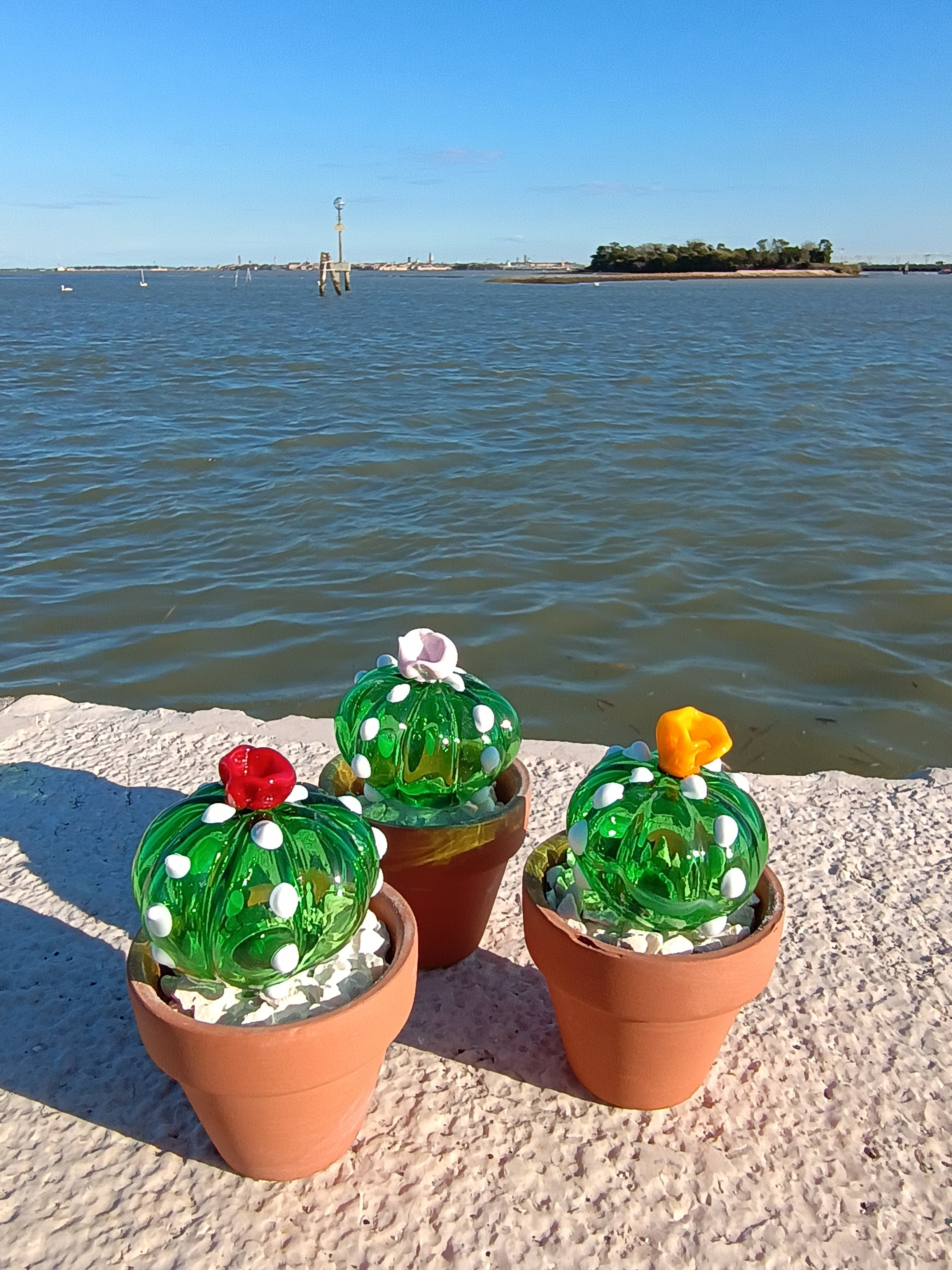 Cactus - MantoanMurano