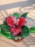 Fuxia – Piantina tropicale in vetro di Murano - MantoanMurano